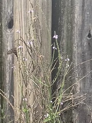 Verbena xutha
