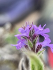 Verbenaceae