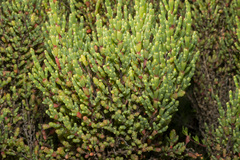 Tecticornia arbuscula