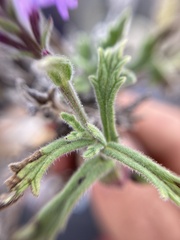 Verbenaceae