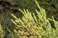 Tecticornia arbuscula