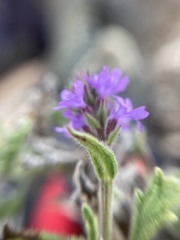 Verbenaceae