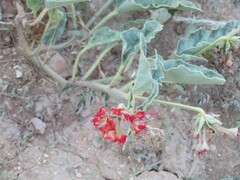 Nyctaginia capitata