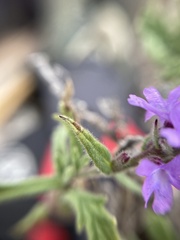 Verbenaceae