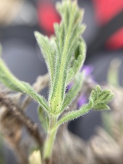 Verbenaceae
