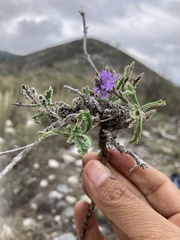 Verbenaceae