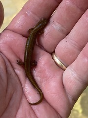 Eurycea aquatica