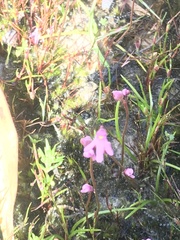 Utricularia tenella