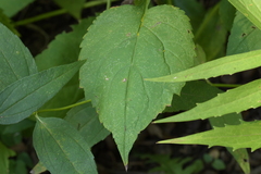 Eurybia furcata