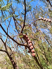 Vachellia aroma