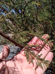 Vachellia aroma