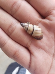 Drymaeus multilineatus