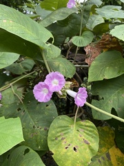 Argyreia wallichii