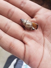 Drymaeus multilineatus