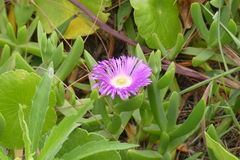 Carpobrotus glaucescens