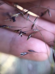 Sporobolus osceolensis