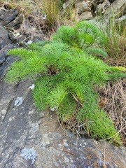 Anisotome cauticola