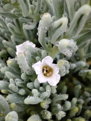Nolana crassulifolia