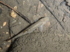 Rhinichthys cataractae