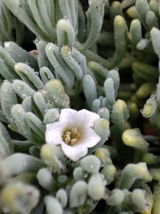 Nolana crassulifolia