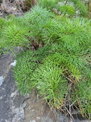 Anisotome cauticola
