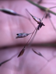 Sporobolus osceolensis