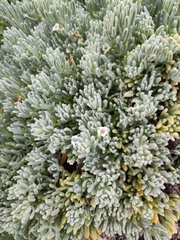 Nolana crassulifolia