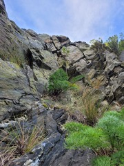 Anisotome cauticola