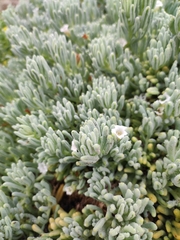 Nolana crassulifolia