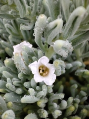 Nolana crassulifolia