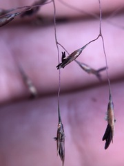 Sporobolus osceolensis