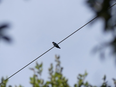 Eurystomus orientalis