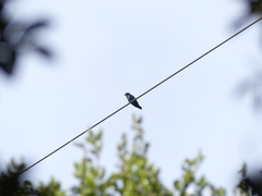 Eurystomus orientalis