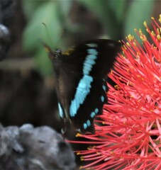 Papilio nireus lyaeus