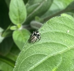 Maratus scutulatus