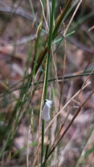 Tipanaea patulella