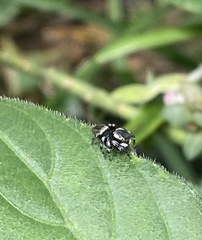 Maratus scutulatus