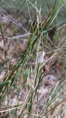 Tipanaea patulella
