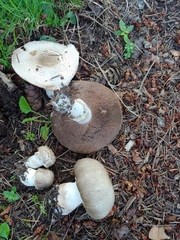 Agaricus buckmacadooi