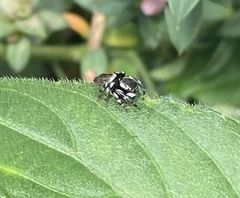Maratus scutulatus