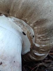 Agaricus buckmacadooi