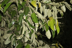 Lithocarpus