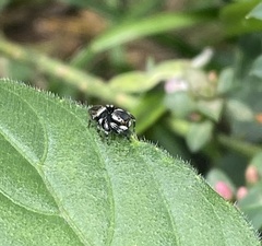 Maratus scutulatus