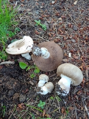 Agaricus buckmacadooi