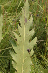 Silphium laciniatum × terebinthinaceum