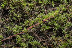 Frankenia pauciflora