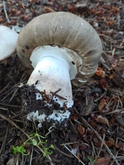 Agaricus buckmacadooi