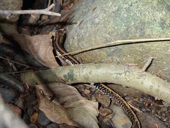 Eurycea guttolineata