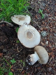 Agaricus buckmacadooi