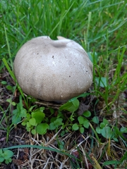 Agaricus buckmacadooi